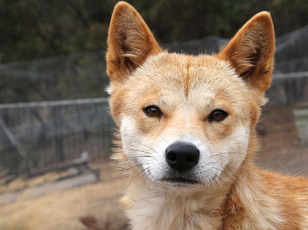 Dingo Australian Animal Photograph by Deoveona Offa Cherry - Pixels