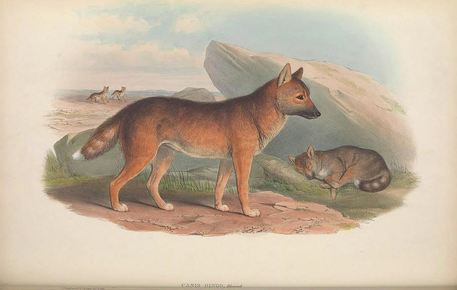 Dingo, Canis dingo Drawing by John Gould Dingo, Canis dingo Drawing by John Gould