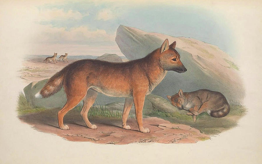 Dingo Drawing by John Gould