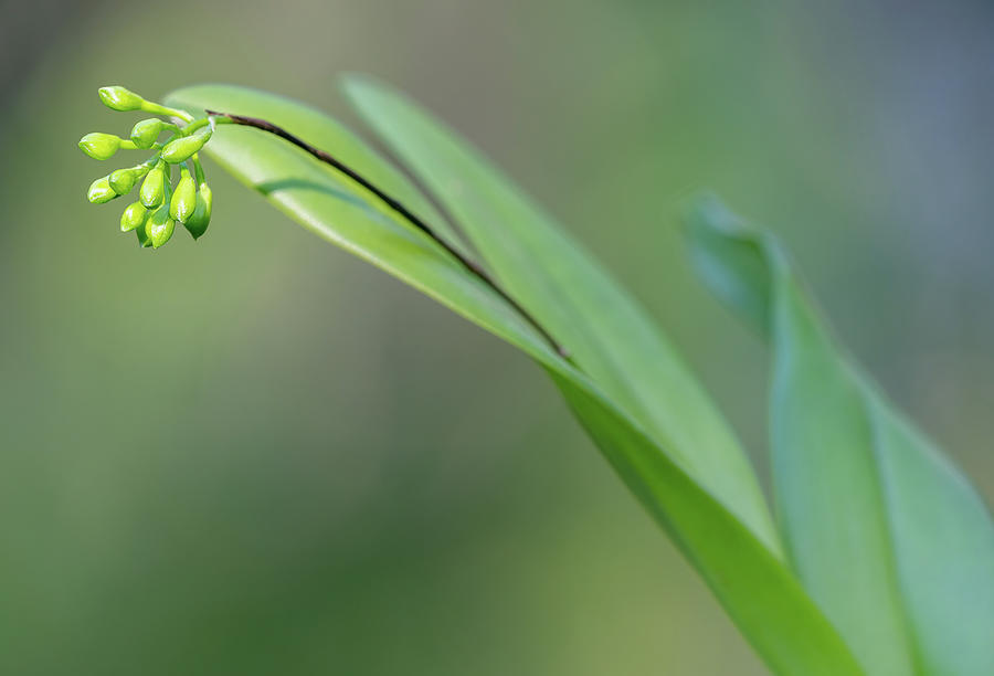 Dingy Flowered Star Orchid Buds Photograph by Rudy Wilms