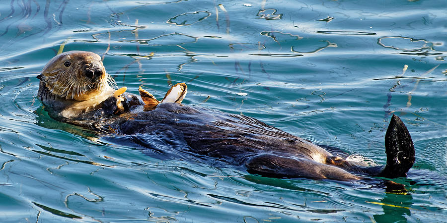 Dining Al Fresco - Sea Otter Photograph by KJ Swan