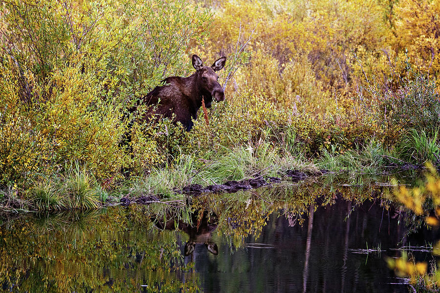 Dinner For A Moose Photograph by Lana Trussell