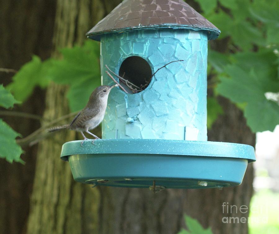 Dinner is Ready - House Wren Photograph by Margie Avellino
