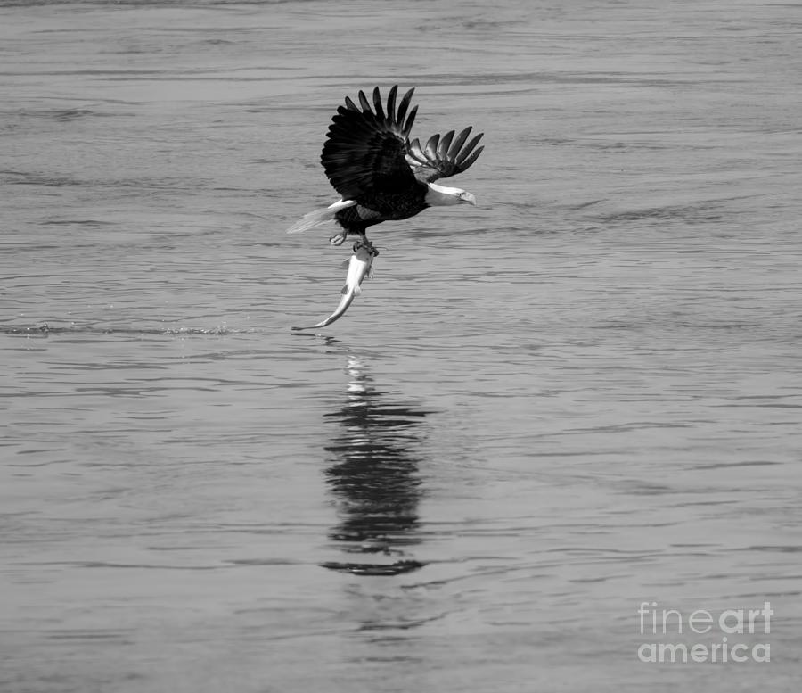 Dinner Liftoff Flight Black And White Photograph by Adam Jewell