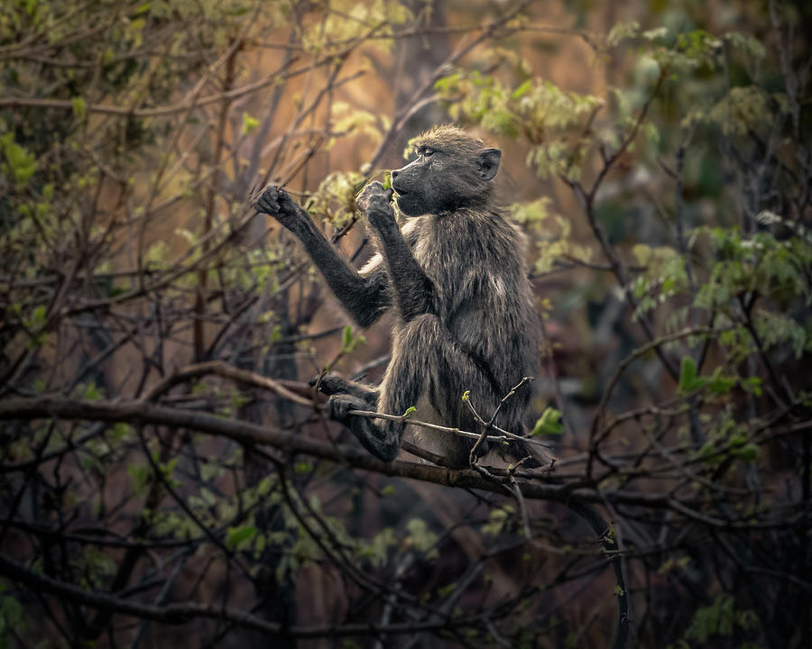 Dinner on a branch Photograph by Robert Miller Dinner on a branch Photograph by Robert Miller