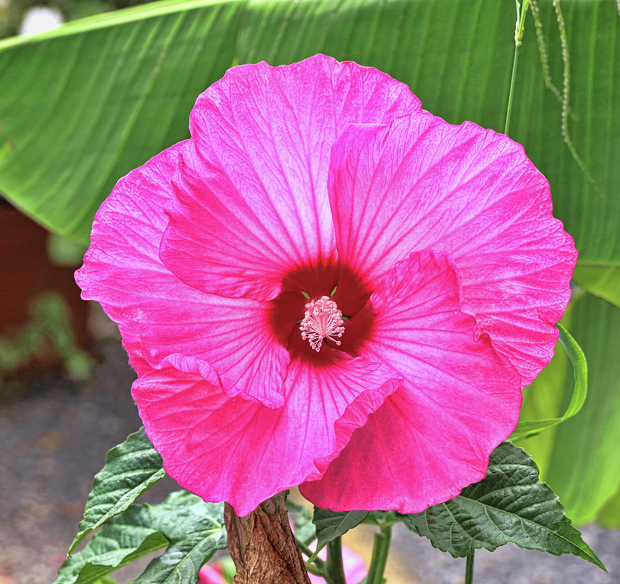Dinner Plate Hibiscus Photograph