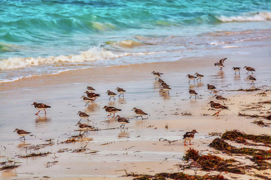 Dinner time at the beach Photograph by Tatiana Travelways