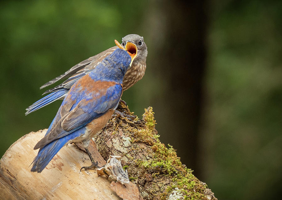 Dinner Time for Western Bluebird Photograph by Jean Noren