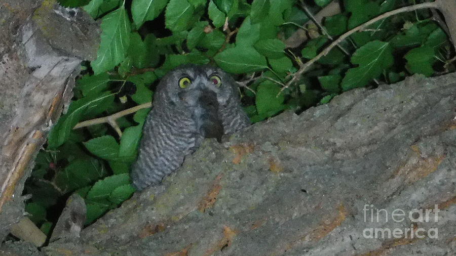 Owl Photograph - Dinner Time by YHWHY Vance Owl Photograph - Dinner Time by YHWHY Vance