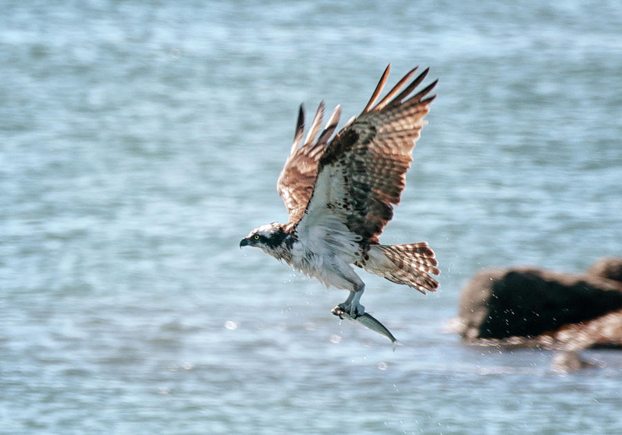Osprey Photograph - Dinner to Go by Betty Depee