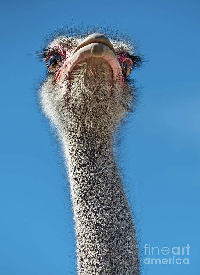Ostrich Photograph - Dino Bird by Jamie Pham