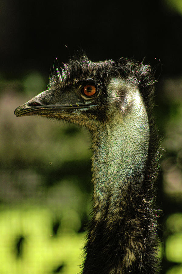 Dino-Bird Photograph by Sydney Scheerer - Fine Art America