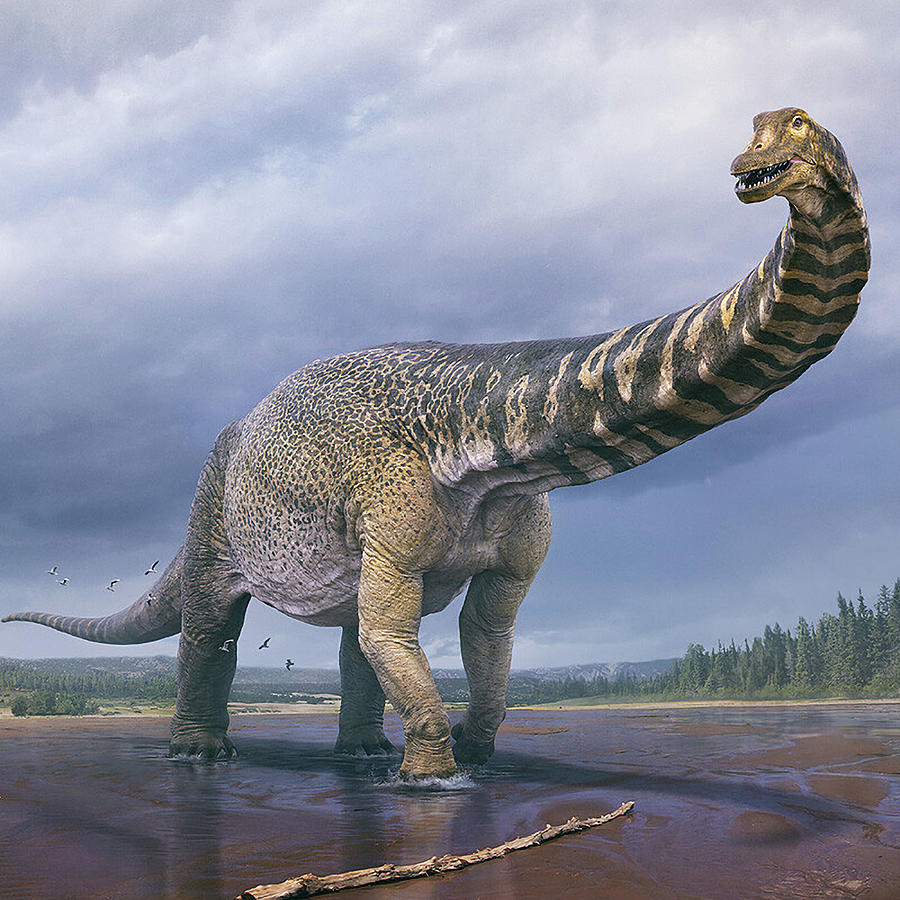 Dinosaur Australotitan Cooperensis Photograph By Robert Banach - Fine ...