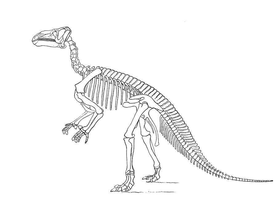 Prehistoric Digital Art - Dinosaur bones by Madame Memento