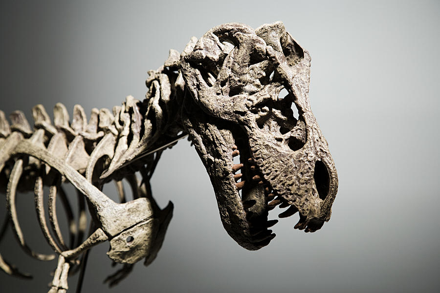 Dinosaur skeleton Photograph by Image Source