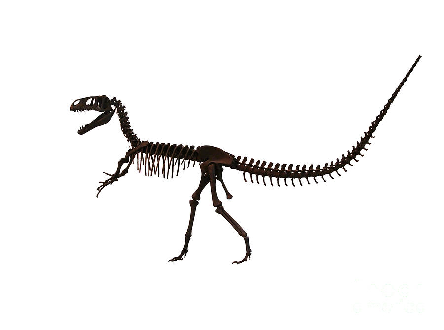 Dinosaur Skeleton old bones Painting by Tom Conway