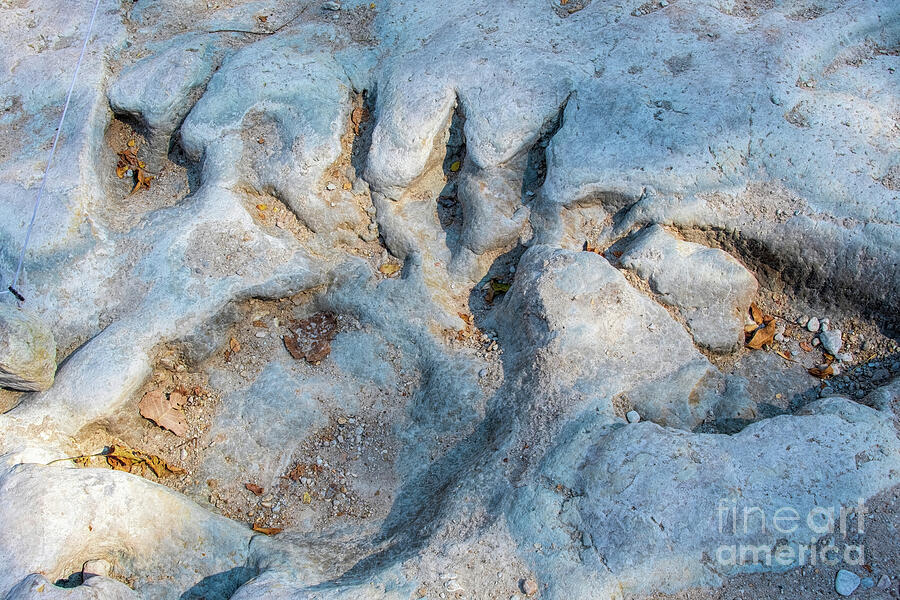 Dinosaur Tracks Close-Up 113mm Yrs Old Photograph by Diana Mary Sharpton