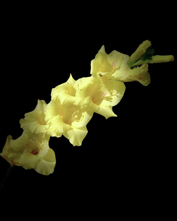 Diolus - Bold Yellow Gladiolus Photograph Photograph