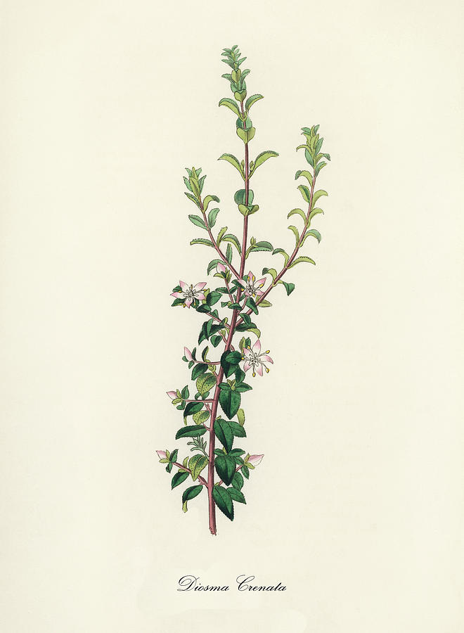 Nature Digital Art - Diosma Crenata - Buchu - Medical Botany - Vintage Botanical Illustration - Plants and Herbs by Studio Grafiikka