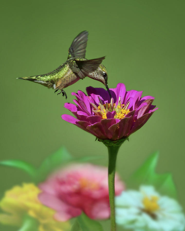 Dip and Sip - Ruby-throated Hummingbird Photograph by Nikolyn McDonald