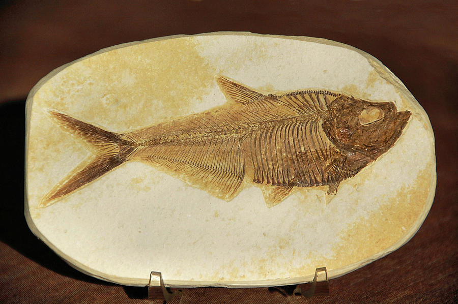 Diplomystus - Fossil Fish Photograph by Ben Prepelka