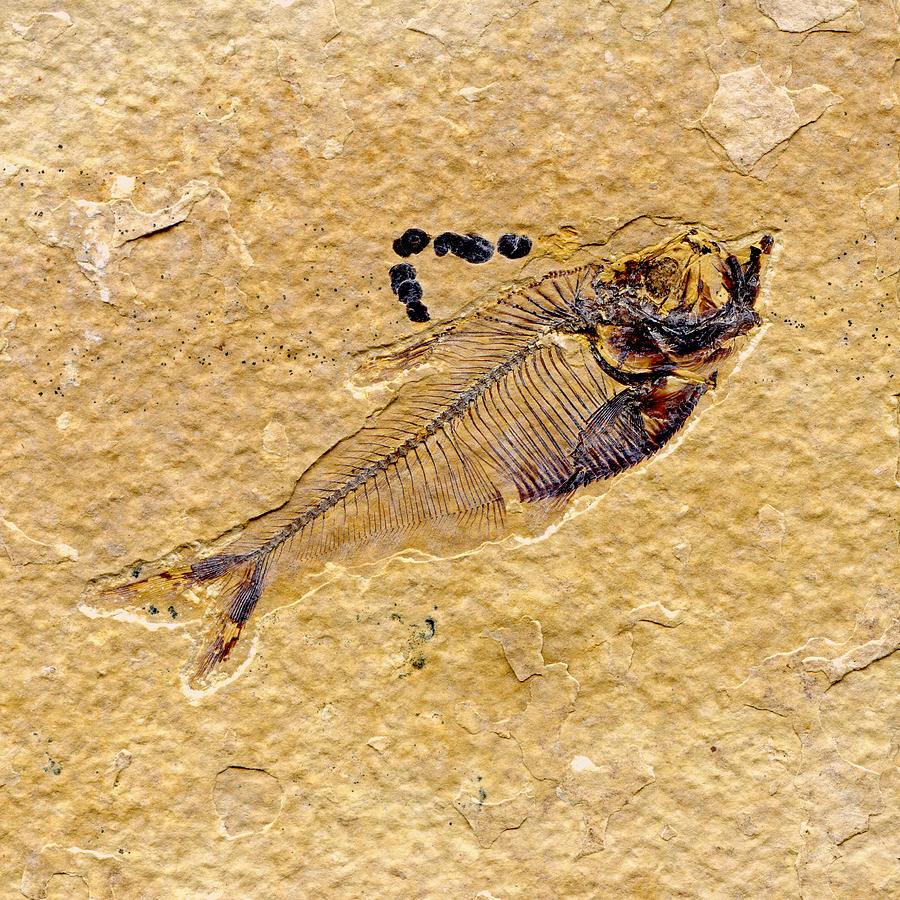 Diplomystus fossil fish Photograph by NNehring
