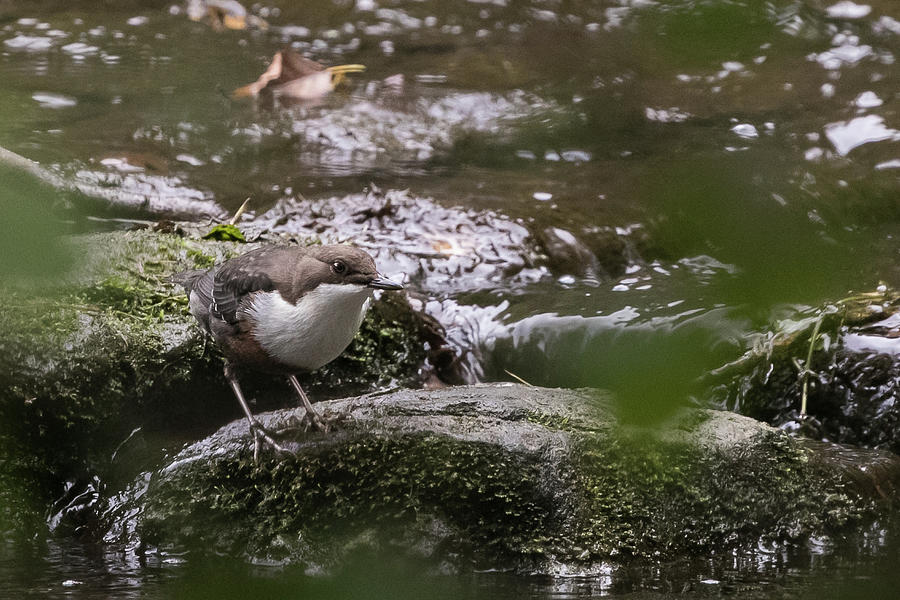 Dipper Photograph by Wendy Cooper
