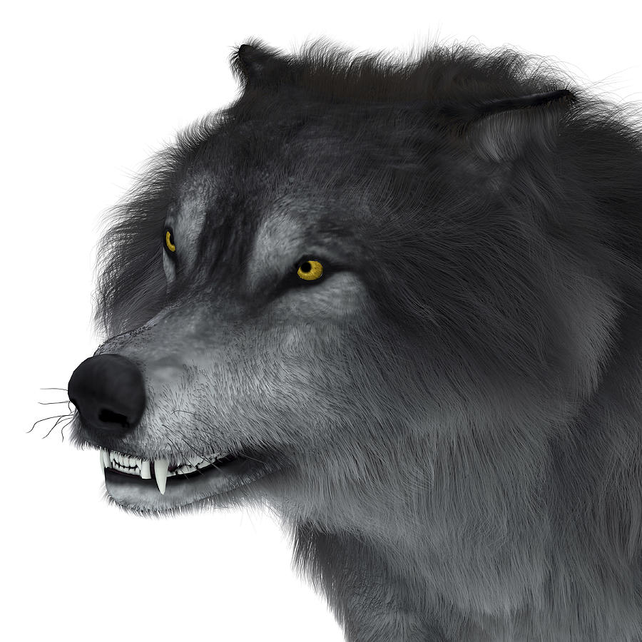 Dire wolf head, close-up. Drawing by Corey Ford/Stocktrek Images