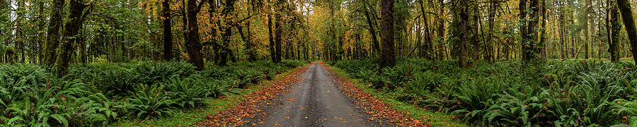 Dirt Road In Rain Forest Pano Photograph by Kelly VanDellen