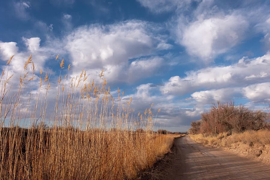 Dirt Road near Abeytas New Mexico Photograph by Mary Lee Dereske