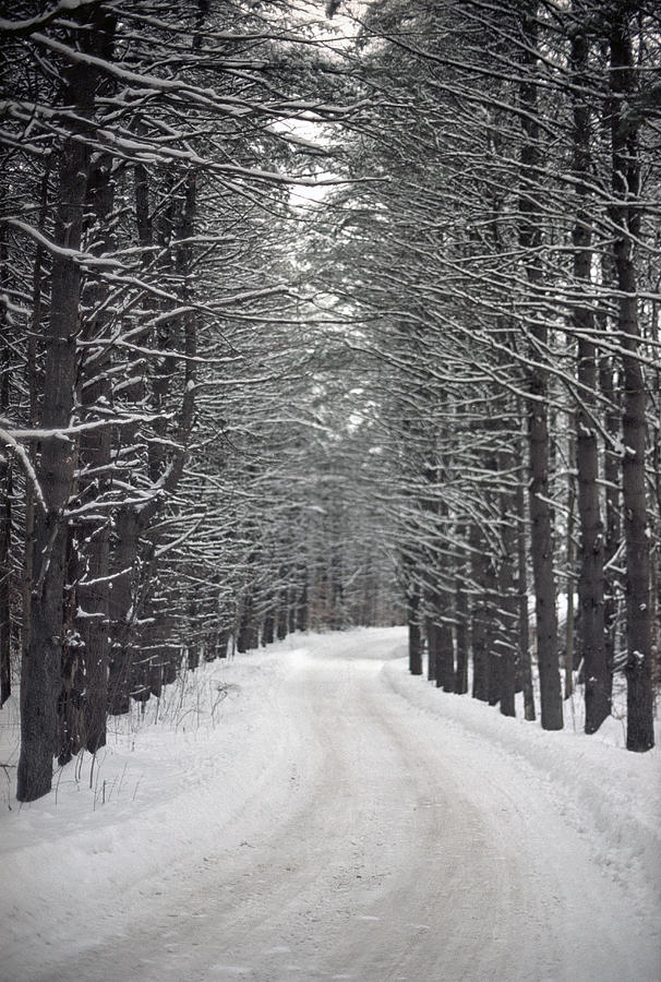 Dirt road through forest in winter Photograph by Angela Cappetta