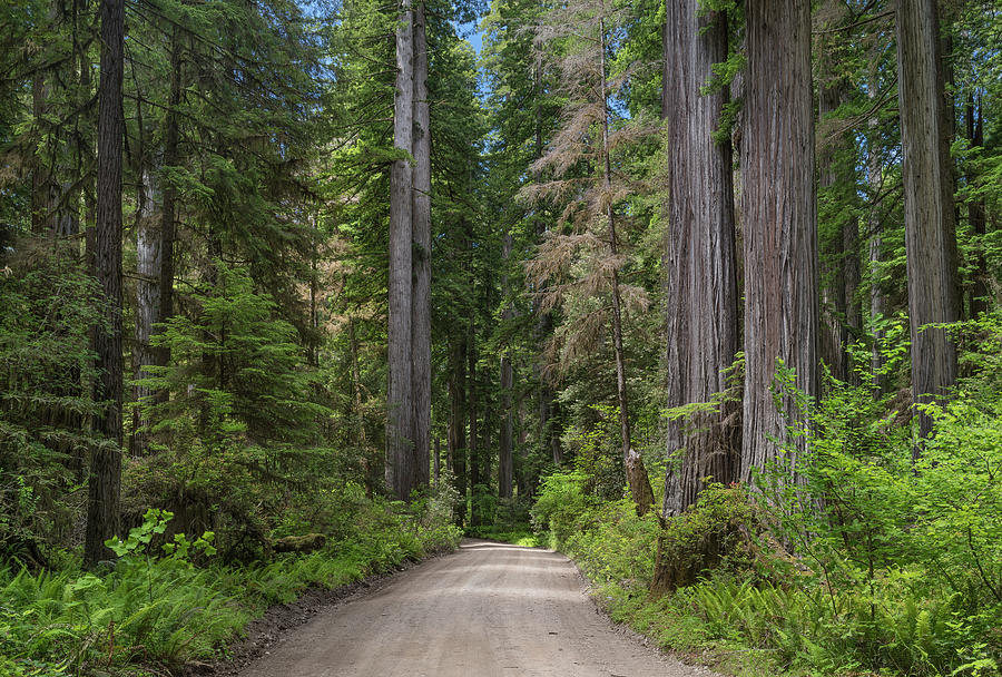 Dirt Road through Redwoods Photograph by Greg Nyquist - Fine Art America