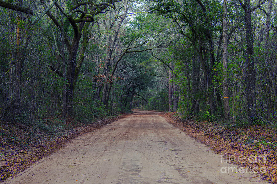 Dirt Road to the Angel Oak Tree in Charleston Photograph by Dale Powell