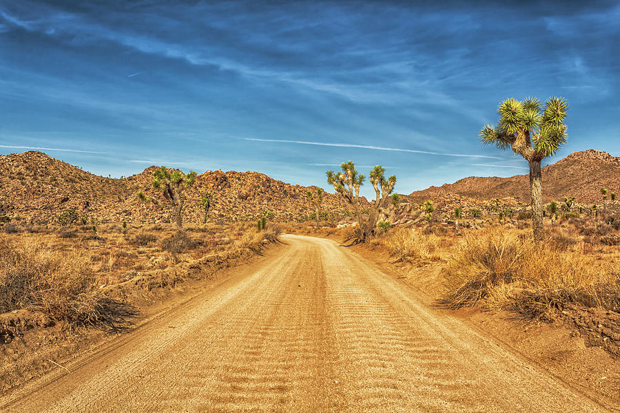 Dirt Road with Joshua Trees Photograph by Alison Frank