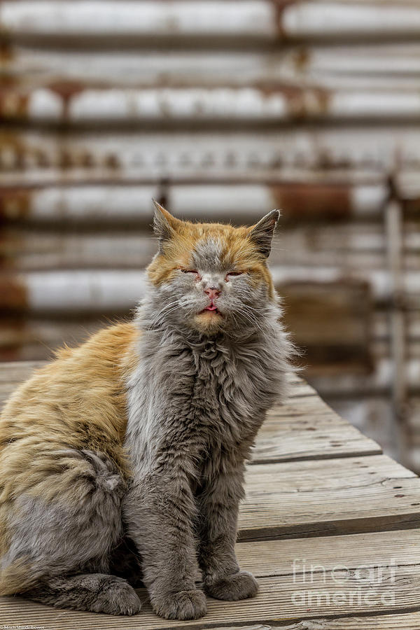 Dirt The Railyard Cat Photograph by Mitch Shindelbower