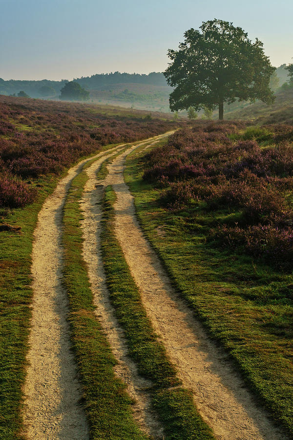 Dirtroad between the heather fields Photograph by Anges Van der Logt