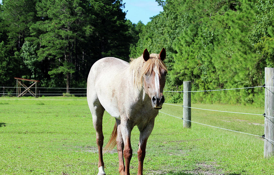 Dirty Blonde Horse In The Pasture Photograph by Cynthia Guinn