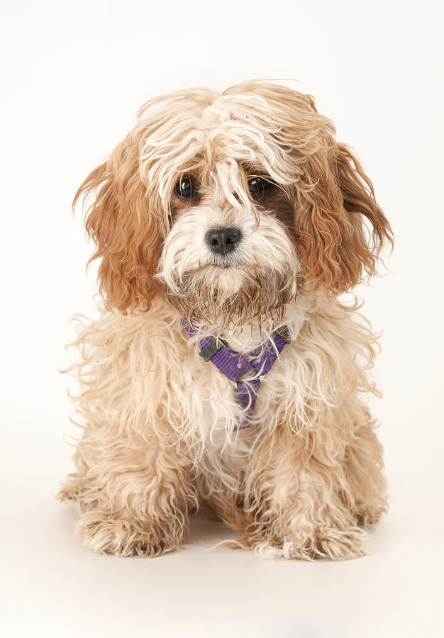 Dirty Cavapoo Puppy Photograph by Lokibaho