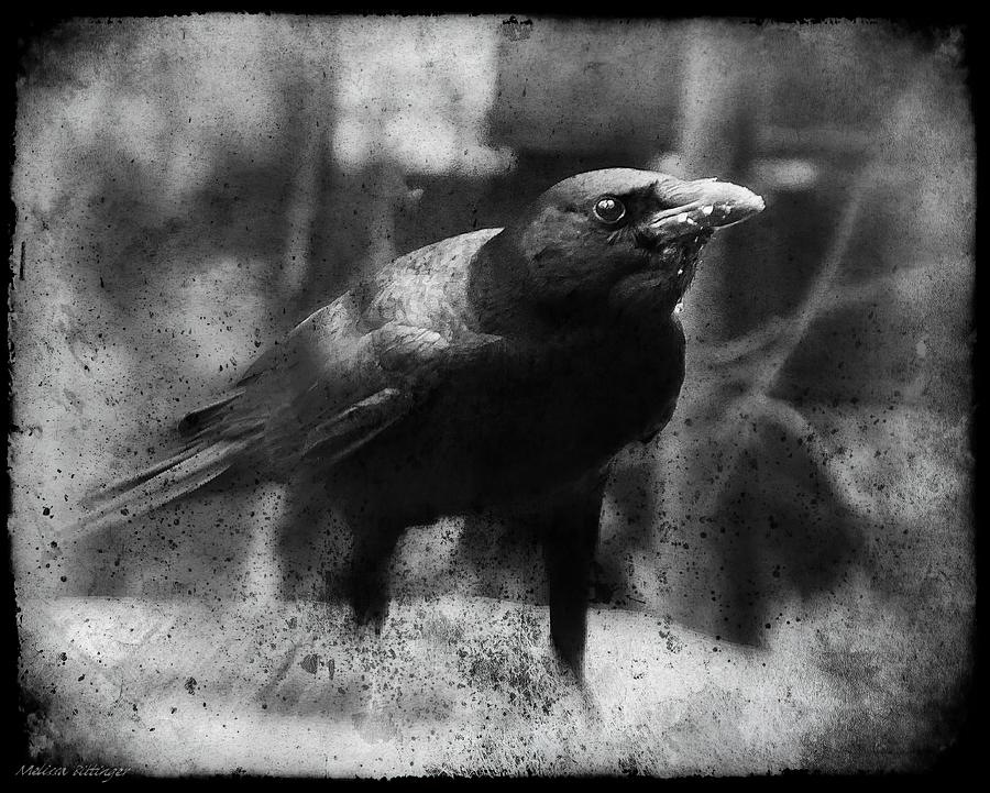 Dirty Crow Photograph by Melissa Bittinger