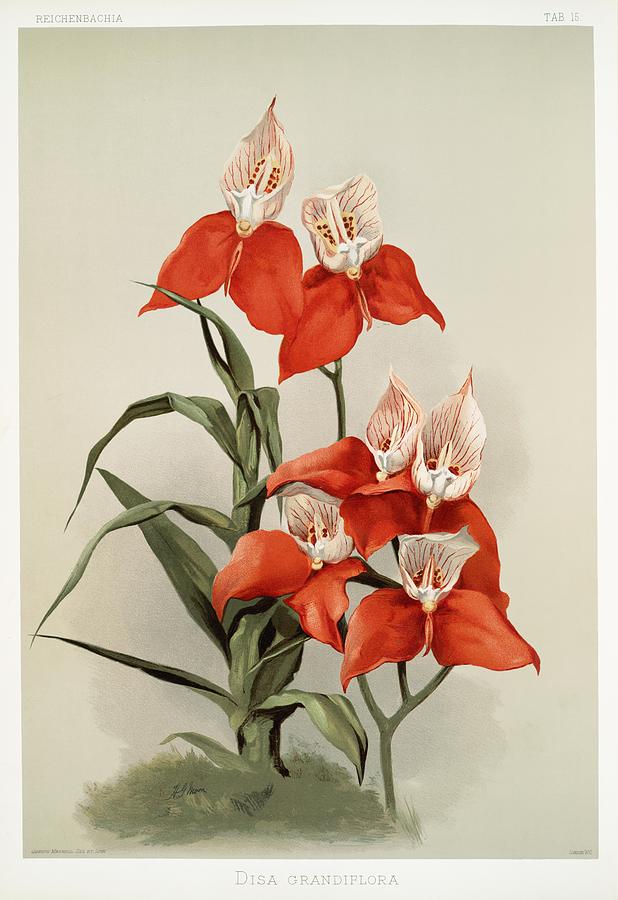 Orchid Painting - Disa grandiflora from Reichenbachia Orchids - 1888-1894 illustrated by Frederick Sander - 1847-1920 by Les Classics