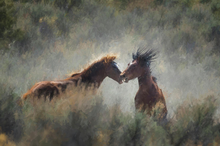 Disagreement between Mustangs, No. 1 Photograph by Belinda Greb