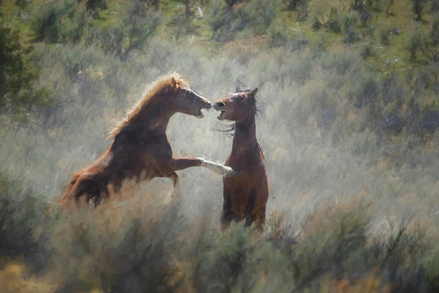 Disagreement between Mustangs, No. 2 Photograph by Belinda Greb