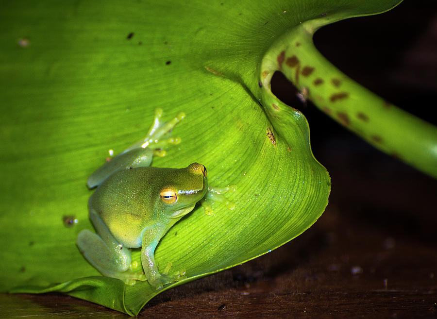 Disapproving Frog Disapproves Photograph by Alex Lapidus