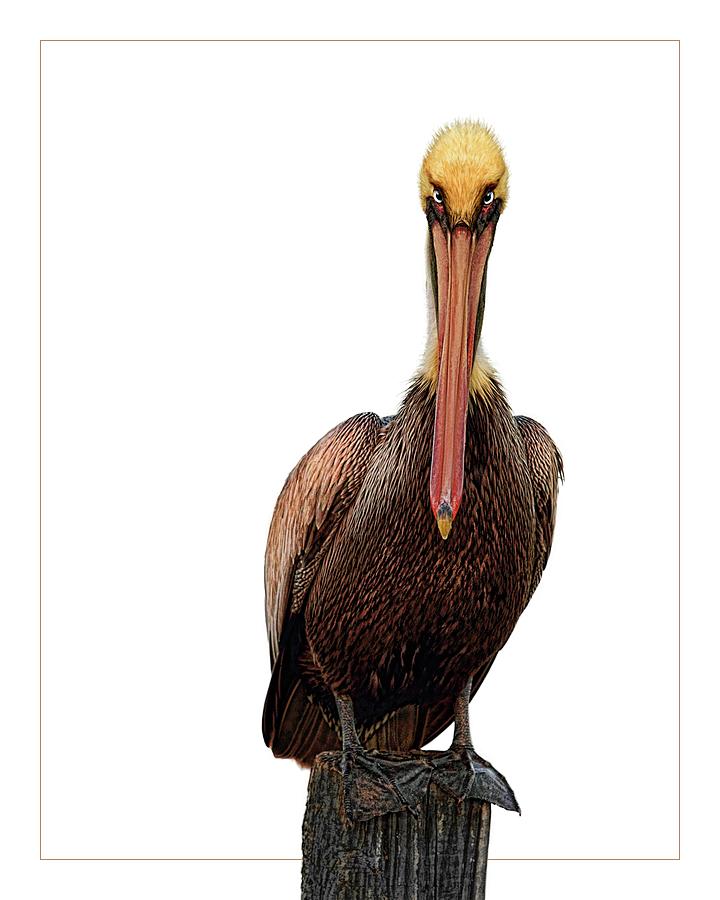 Disapproving Pelican Digital Art by Brad Barton
