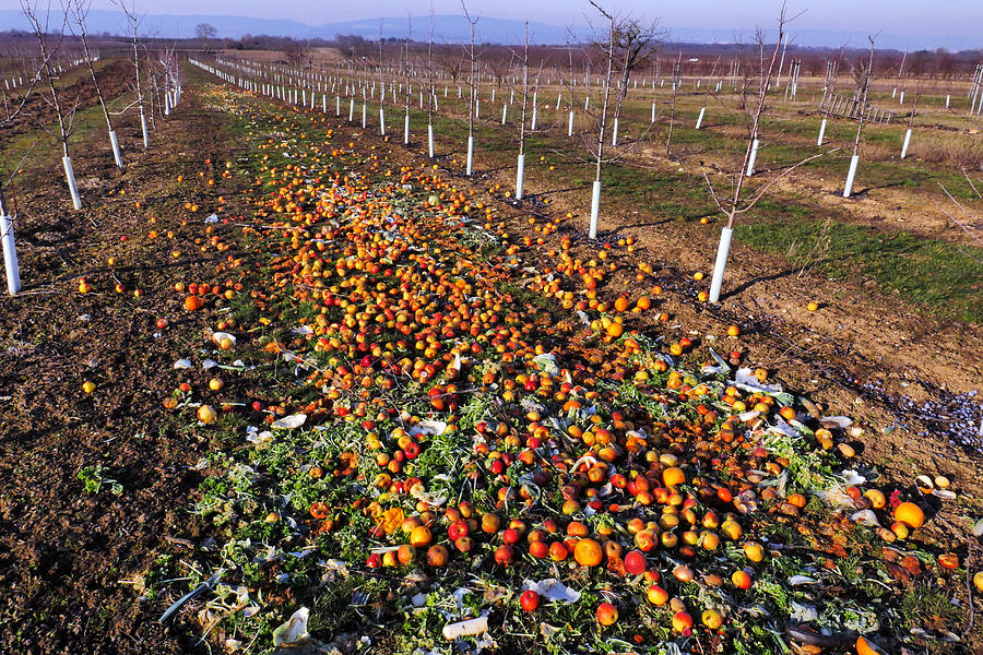 Discarded fruit and vegetables Photograph by Andreas Coerper Mainz