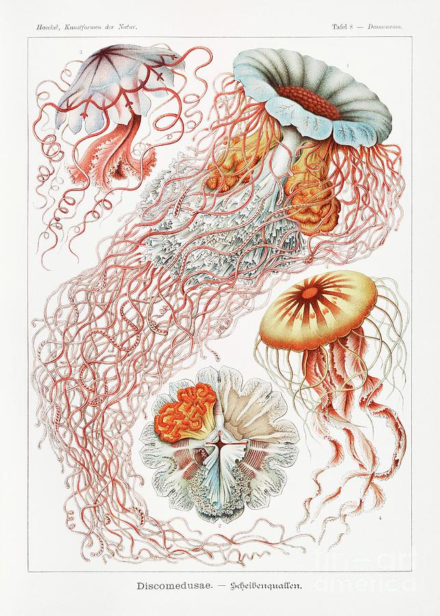 Discomedusae-Scheibenquallen from Kunstformen der Natur 1904 by Ernst ...