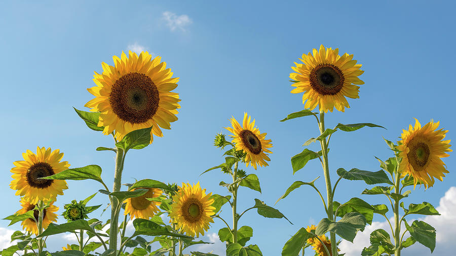 Disk And Ray Florets Of Sunflowers Photograph by Damian Pawlos - Fine ...