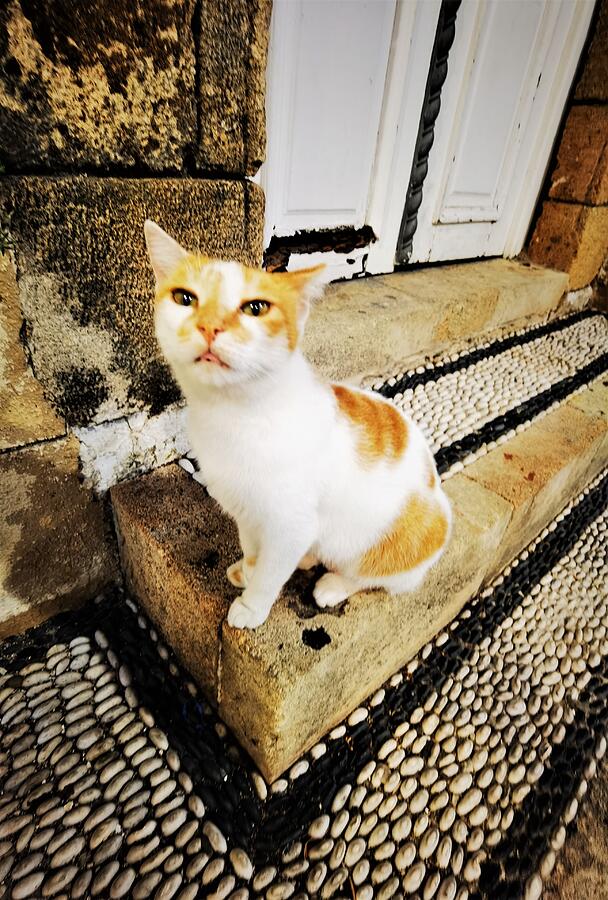 Dismissive feline Photograph by Jarek Filipowicz