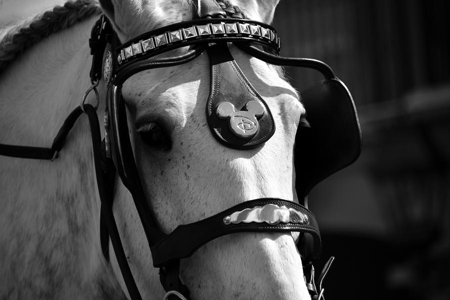 Disney Horse With Bridle Work #1 Photograph