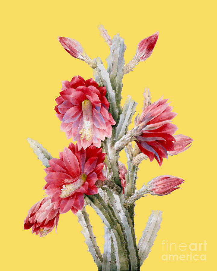 Flower Digital Art - Disocactus ackermannii by Madame Memento